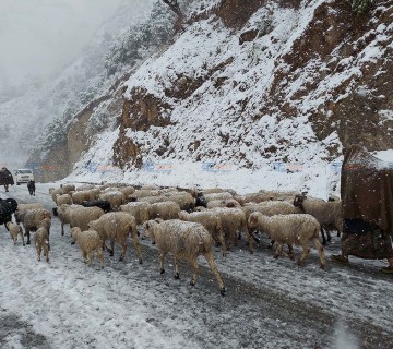 रुकुम पूर्वमा हिमपात भएपछि भेडीगोठ वेँसी झरे 